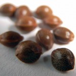 Best Marijuana Seeds  