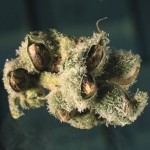 Cheapest Marijuana Seeds