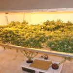 Fastest Way To Grow Marijuana