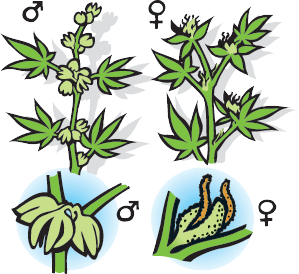 Female Marijuana Seeds